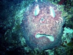 Trick or Treat. This sponge that masquerades as a pumpkin... by Peter Foulds 